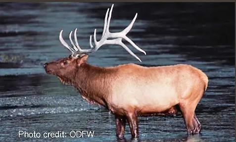 elk 2 graphic
